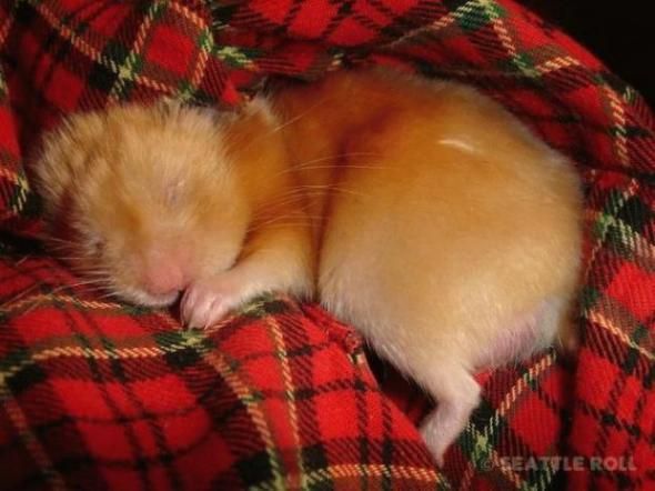 Slipping animals. Too cute (16 photos)
