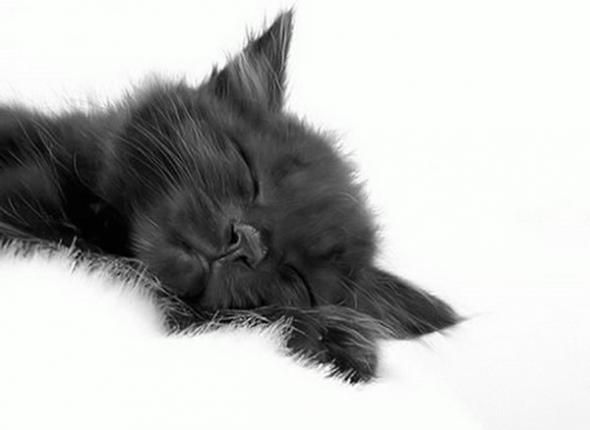 Slipping animals. Too cute (16 photos)