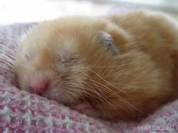 Slipping animals. Too cute (16 photos)