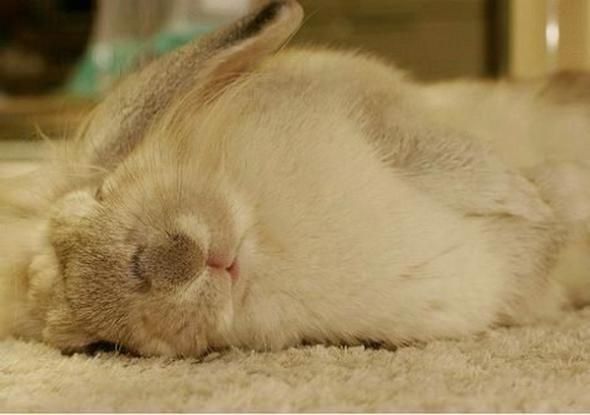 Slipping animals. Too cute (16 photos)
