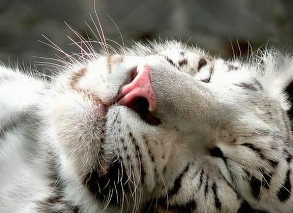Slipping animals. Too cute (16 photos)