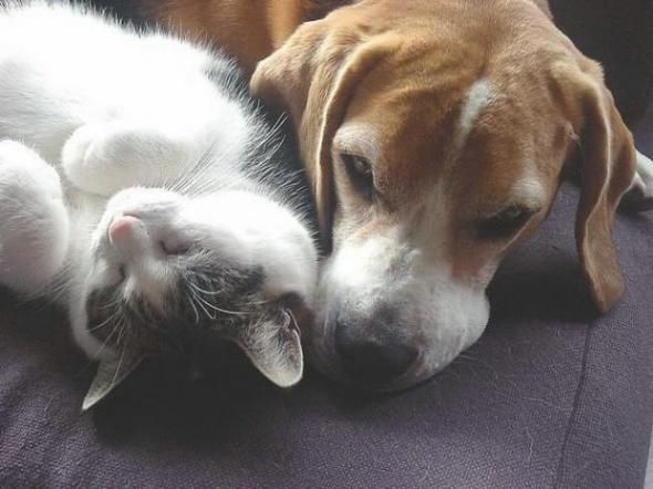 Slipping animals. Too cute (16 photos)