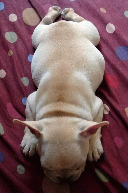 Slipping animals. Too cute (16 photos)