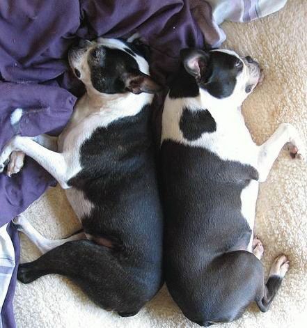 Slipping animals. Too cute (16 photos)