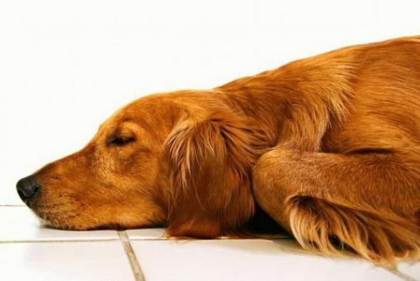Slipping animals. Too cute (16 photos)