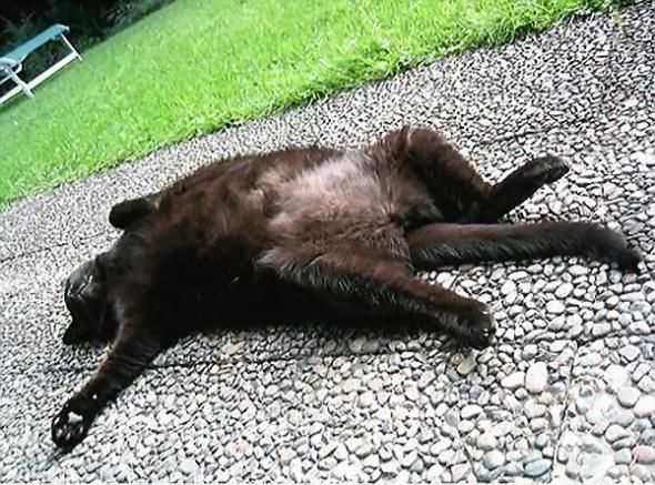 Slipping animals. Too cute (16 photos)