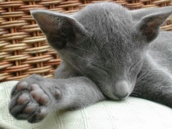 Slipping animals. Too cute (16 photos)