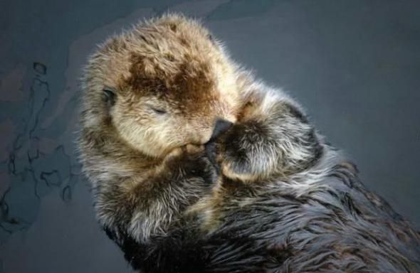 Slipping animals. Too cute (16 photos)