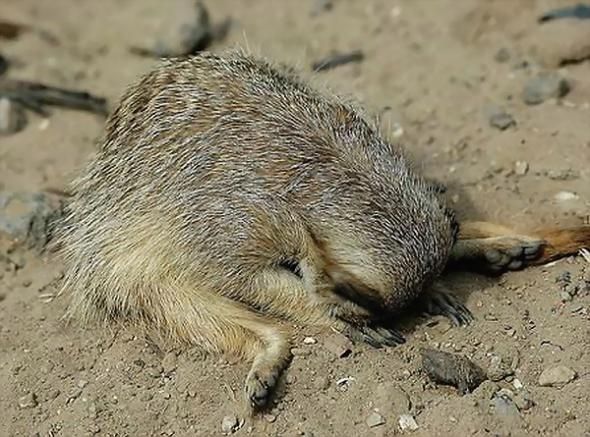 Slipping animals. Too cute (16 photos)