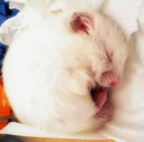 Slipping animals. Too cute (16 photos)