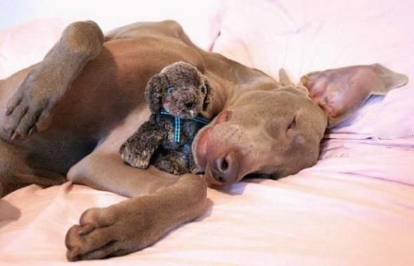 Slipping animals. Too cute (16 photos)
