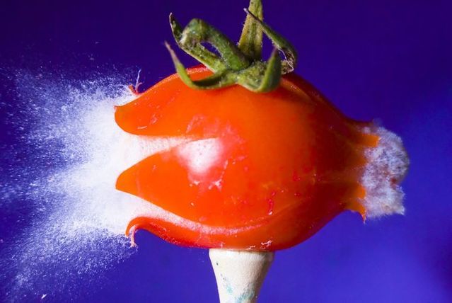 Great shots made in the moment of explosion of different objects by bullets (26 photos)
