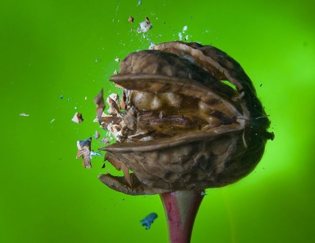 Great shots made in the moment of explosion of different objects by bullets (26 photos)