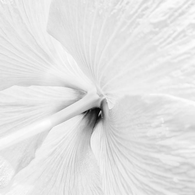 Beautiful selection of monochrome photos (37 photos)