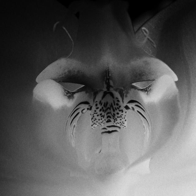 Beautiful selection of monochrome photos (37 photos)