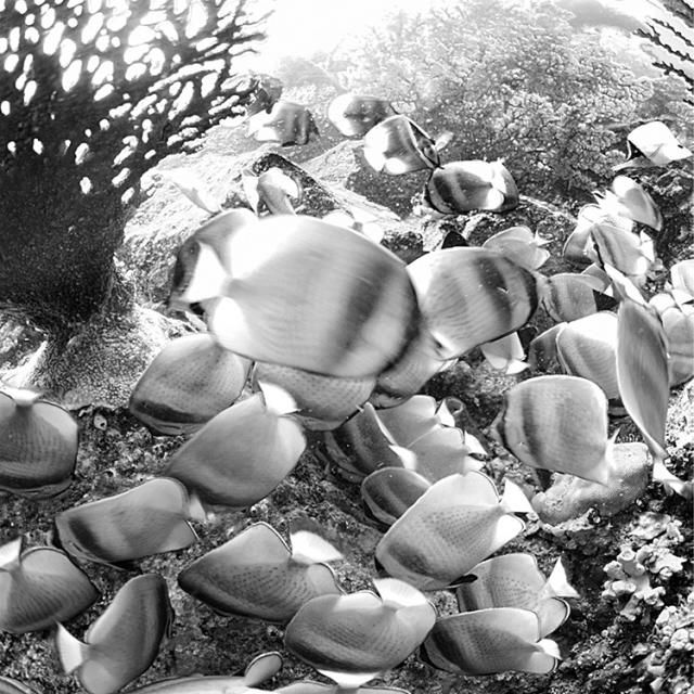 Beautiful selection of monochrome photos (37 photos)