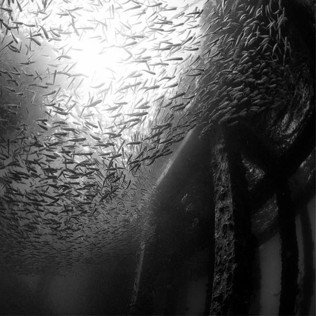 Beautiful selection of monochrome photos (37 photos)