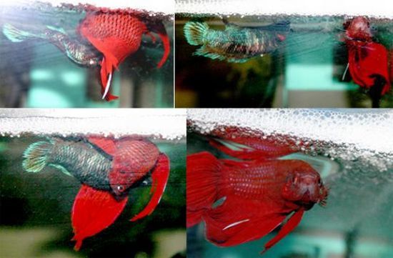 The beautiful Betta (8 photos)
