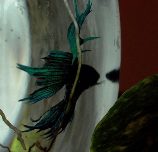 The beautiful Betta (8 photos)