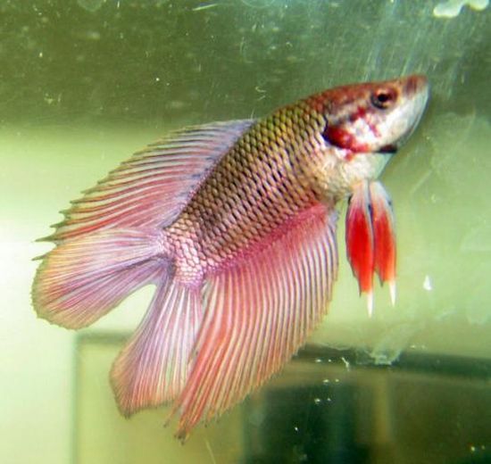 The beautiful Betta (8 photos)