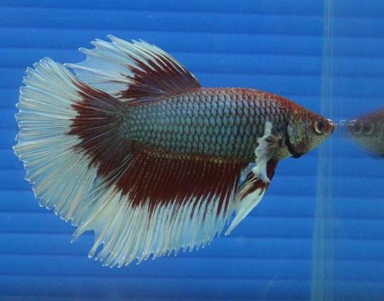 The beautiful Betta (8 photos)