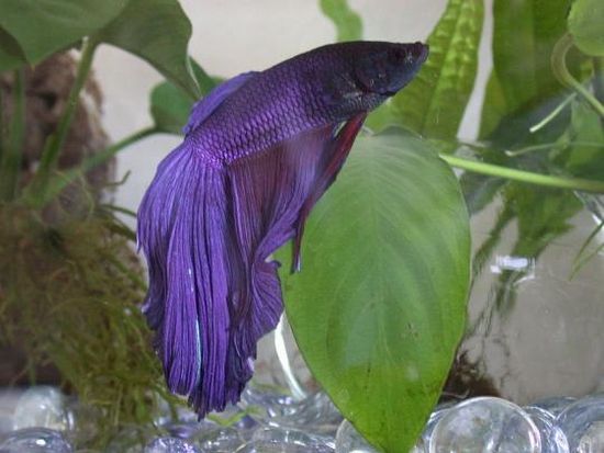 The beautiful Betta (8 photos)