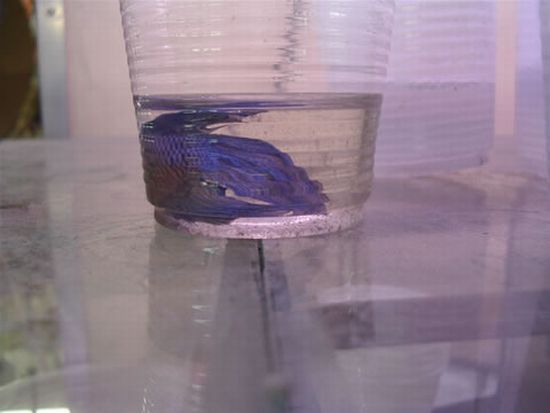 The beautiful Betta (8 photos)
