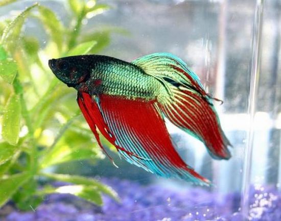 The beautiful Betta (8 photos)