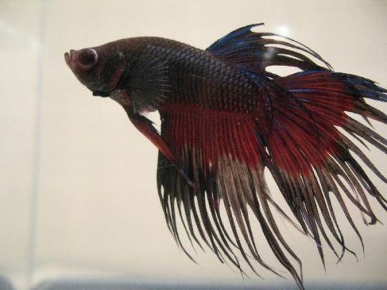 The beautiful Betta (8 photos)