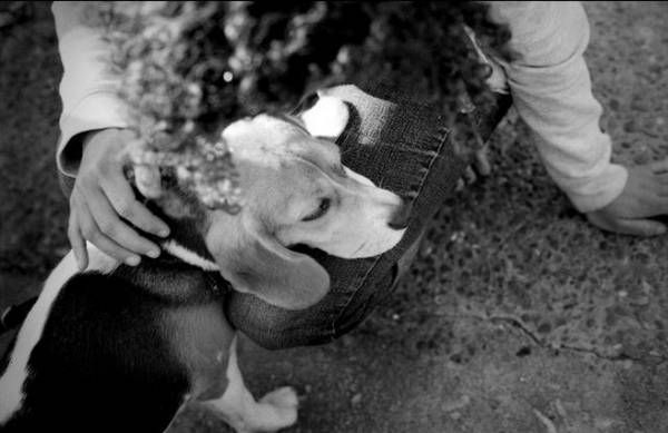 Women and dogs (17 photos)