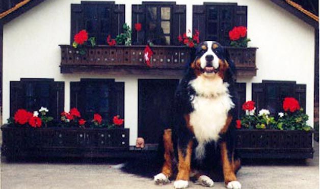 Extreme dog houses (8 photos)