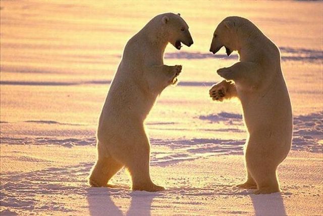 Wild nature of the North (41 photos)
