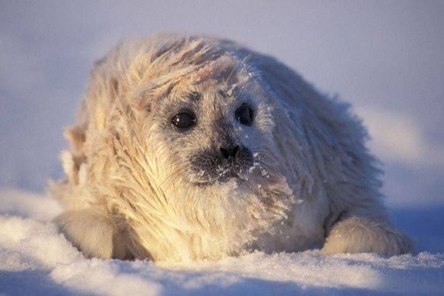 Wild nature of the North (41 photos)