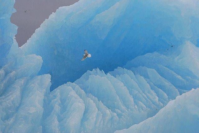 Wild nature of the North (41 photos)