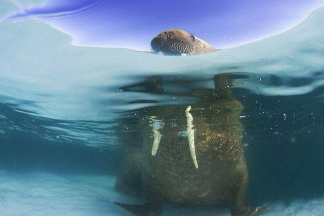Wild nature of the North (41 photos)