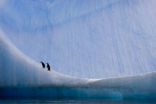 Wild nature of the North (41 photos)