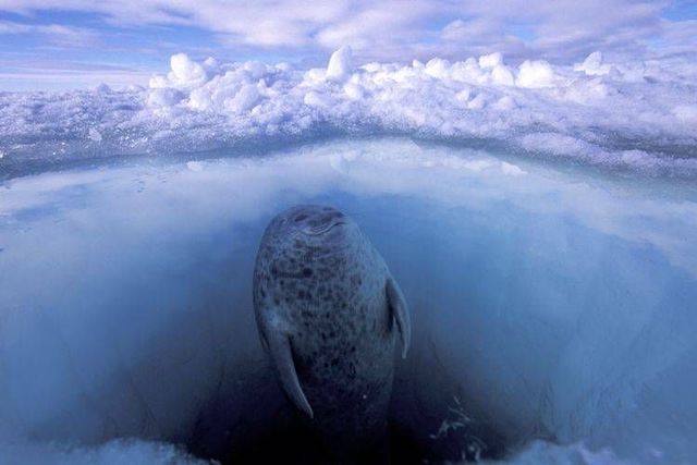 Wild nature of the North (41 photos)