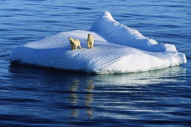 Wild nature of the North (41 photos)