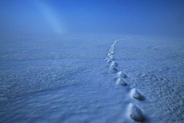 Wild nature of the North (41 photos)