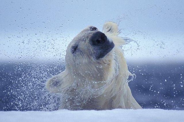 Wild nature of the North (41 photos)