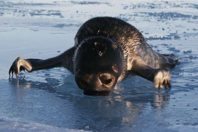 Wild nature of the North (41 photos)