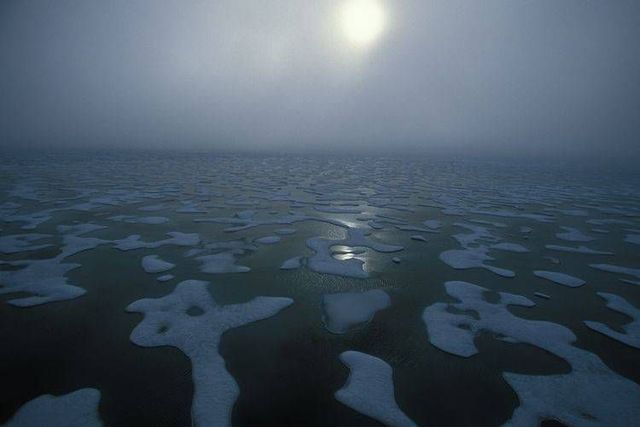 Wild nature of the North (41 photos)