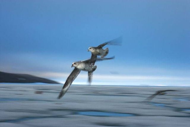 Wild nature of the North (41 photos)