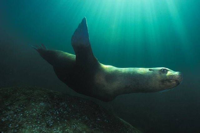 Wild nature of the North (41 photos)