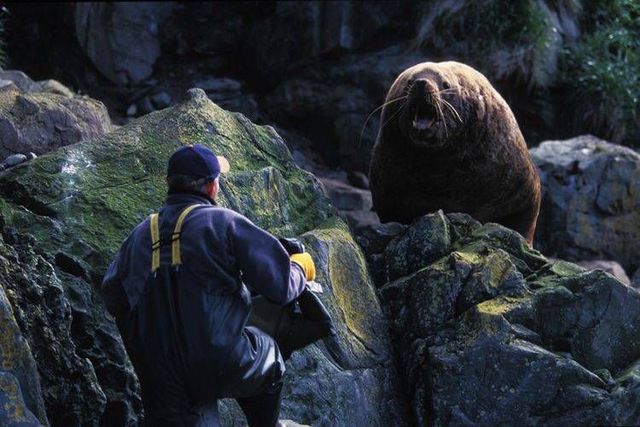 Wild nature of the North (41 photos)