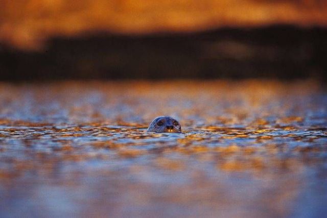 Wild nature of the North (41 photos)