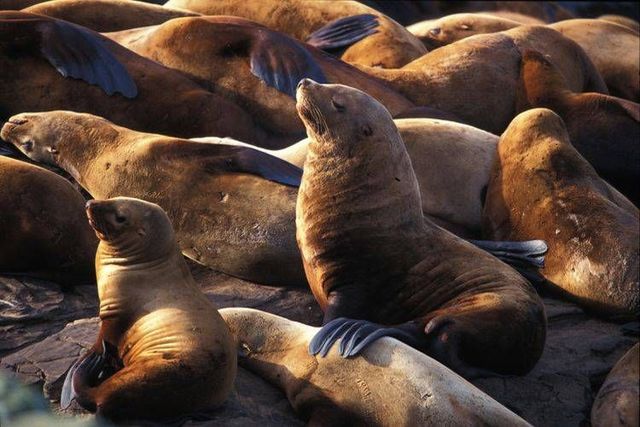 Wild nature of the North (41 photos)