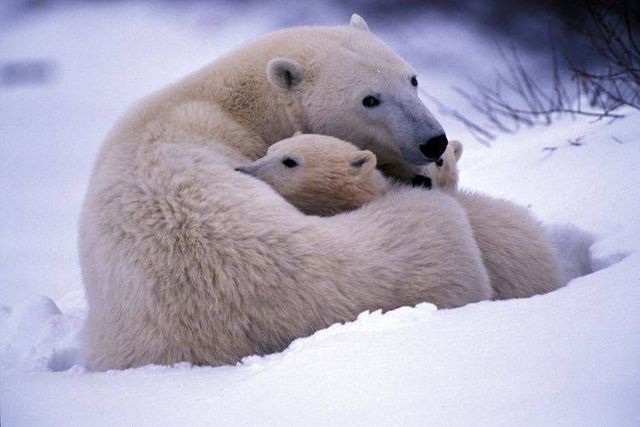Wild nature of the North (41 photos)