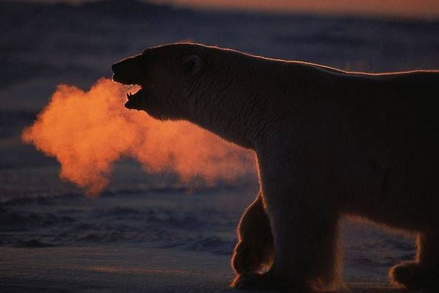 Wild nature of the North (41 photos)