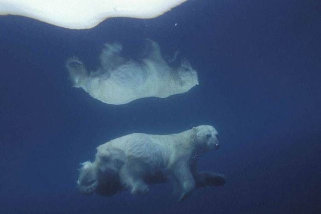 Wild nature of the North (41 photos)
